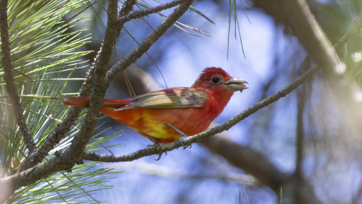 Summer Tanager - ML620512138