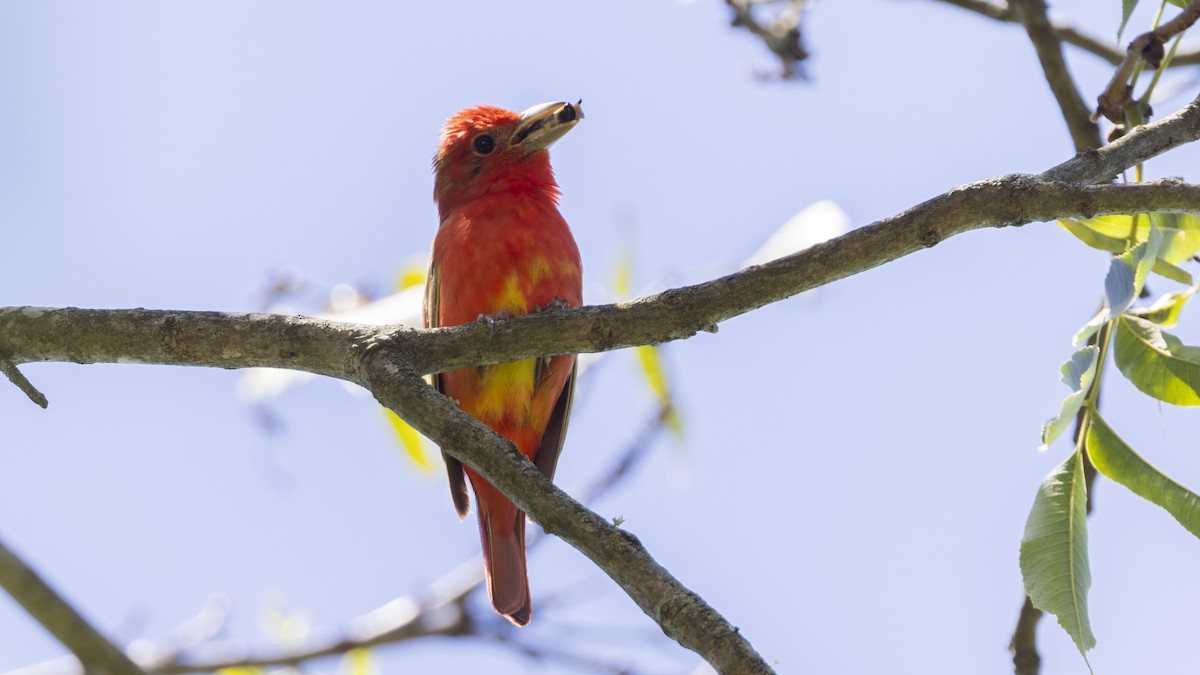 Summer Tanager - ML620512139