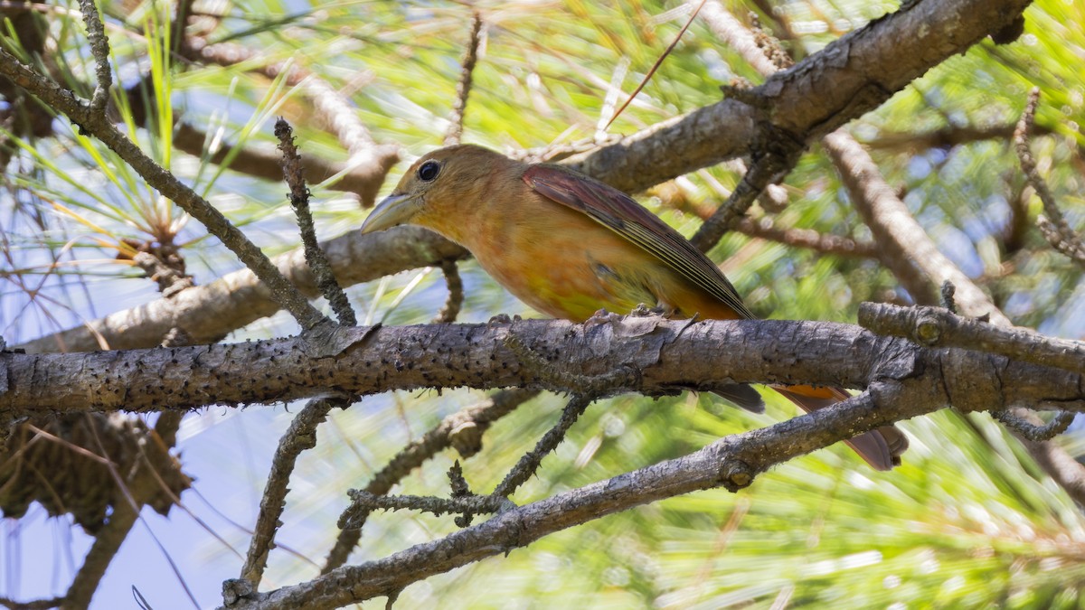 Summer Tanager - ML620512140