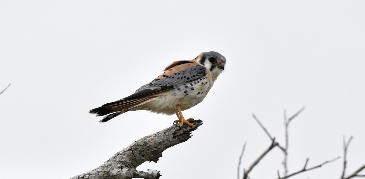 American Kestrel - ML620512141