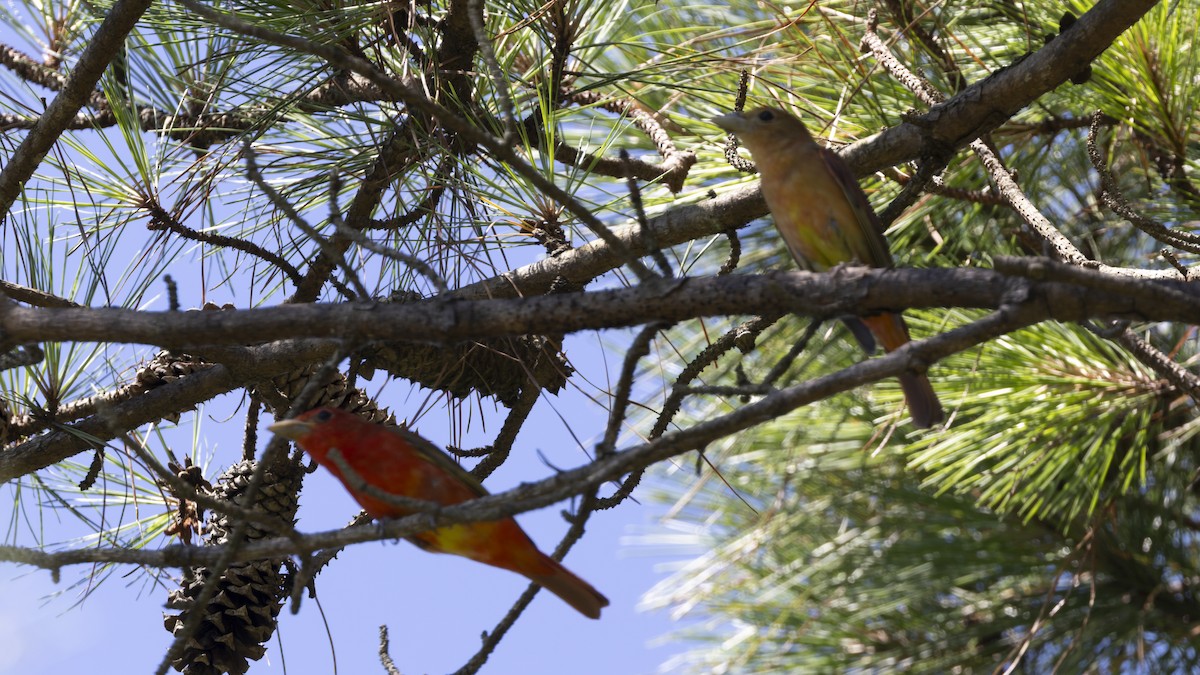 Summer Tanager - ML620512142