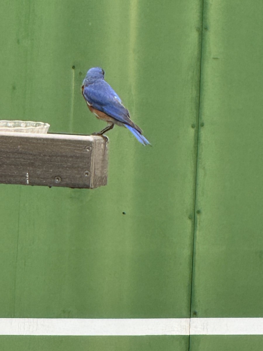 Eastern Bluebird - ML620512145