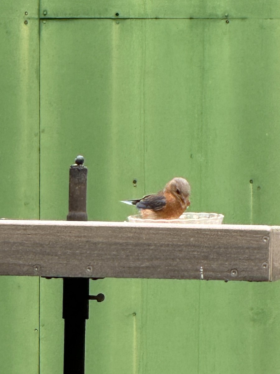 Eastern Bluebird - Susan Leake