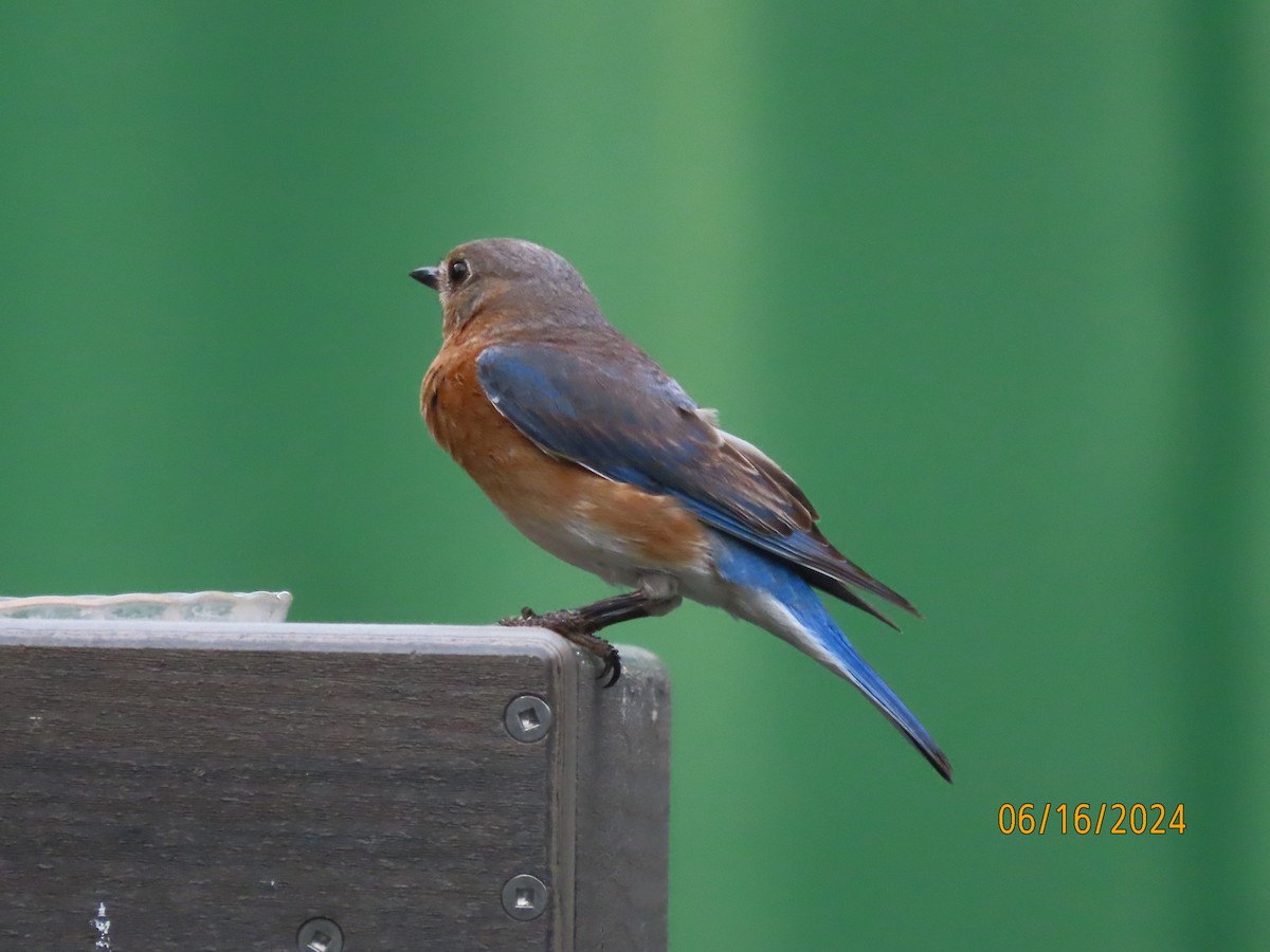 Eastern Bluebird - Susan Leake