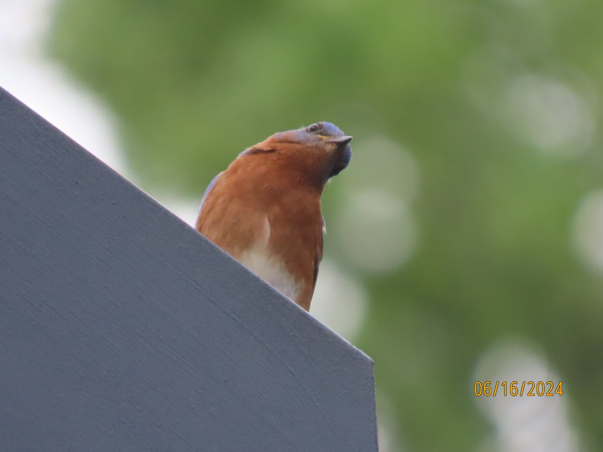 Eastern Bluebird - ML620512150