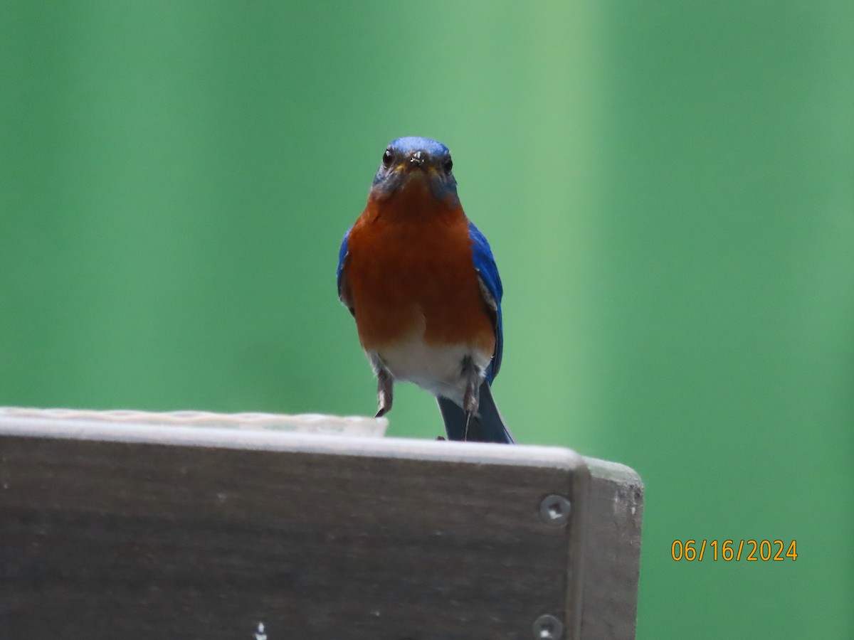 Eastern Bluebird - ML620512152