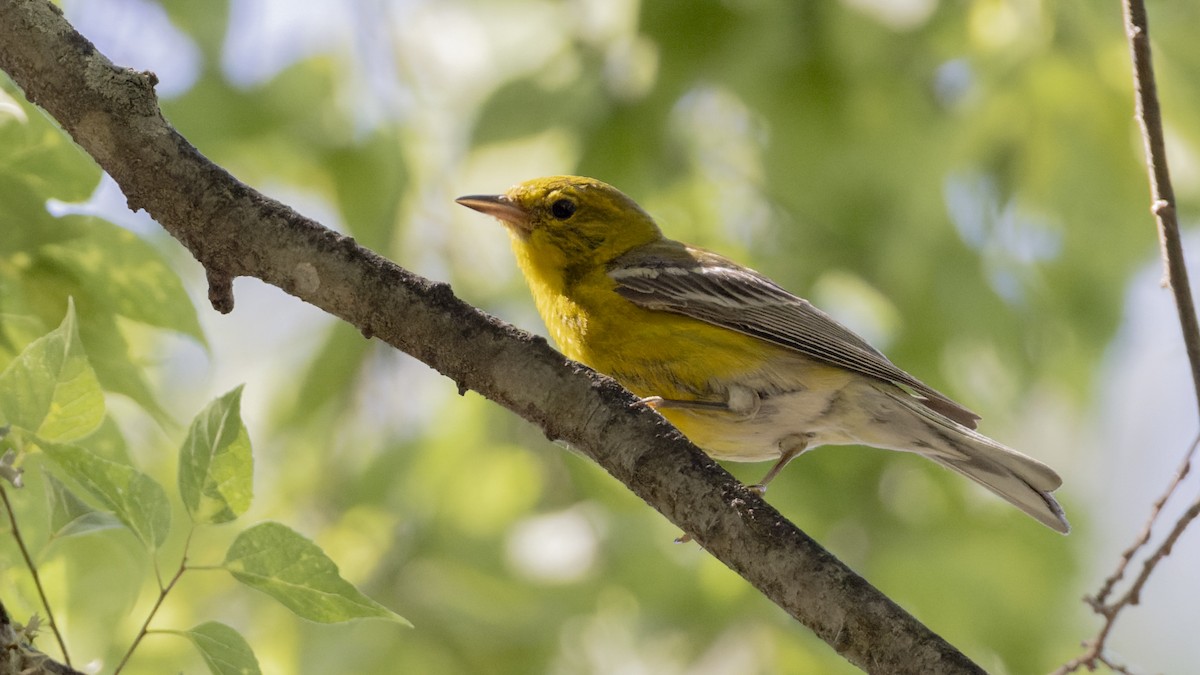 Pine Warbler - ML620512154