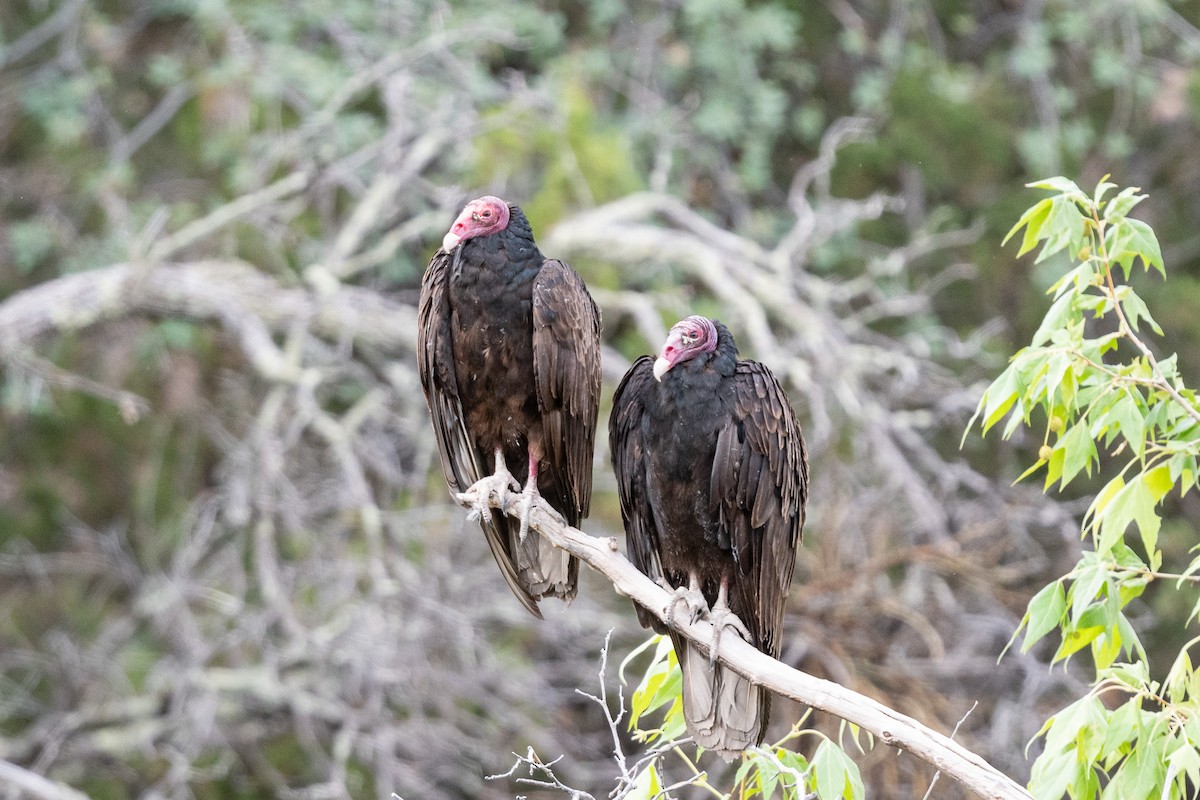 Turkey Vulture - Suzy Deese