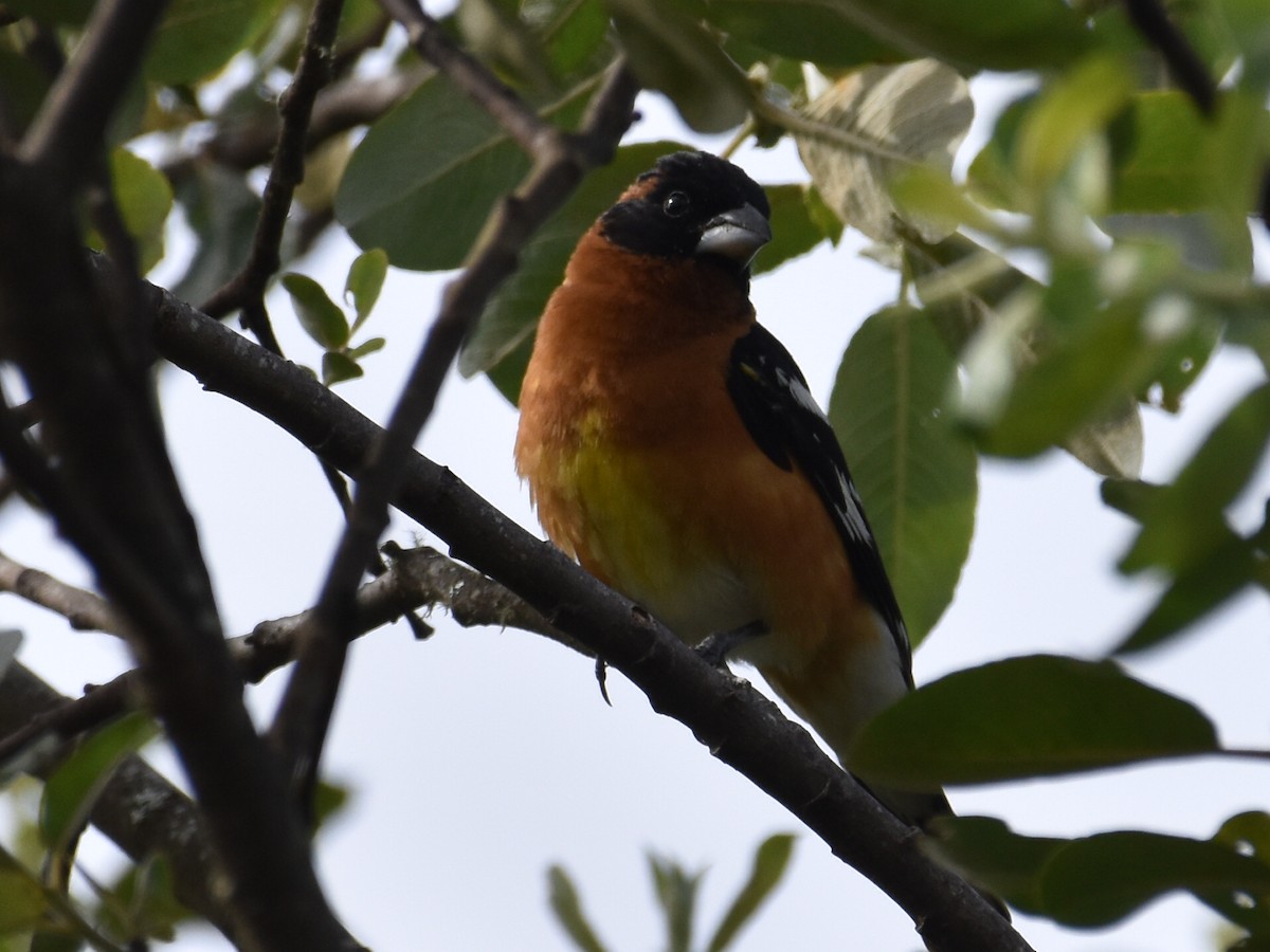 Black-headed Grosbeak - ML620512159