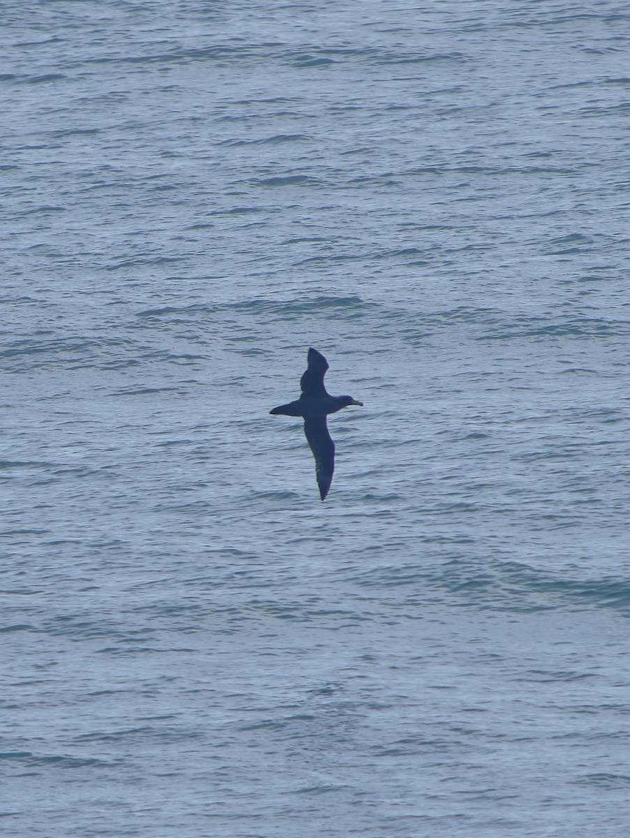 Northern Giant-Petrel - ML620512162