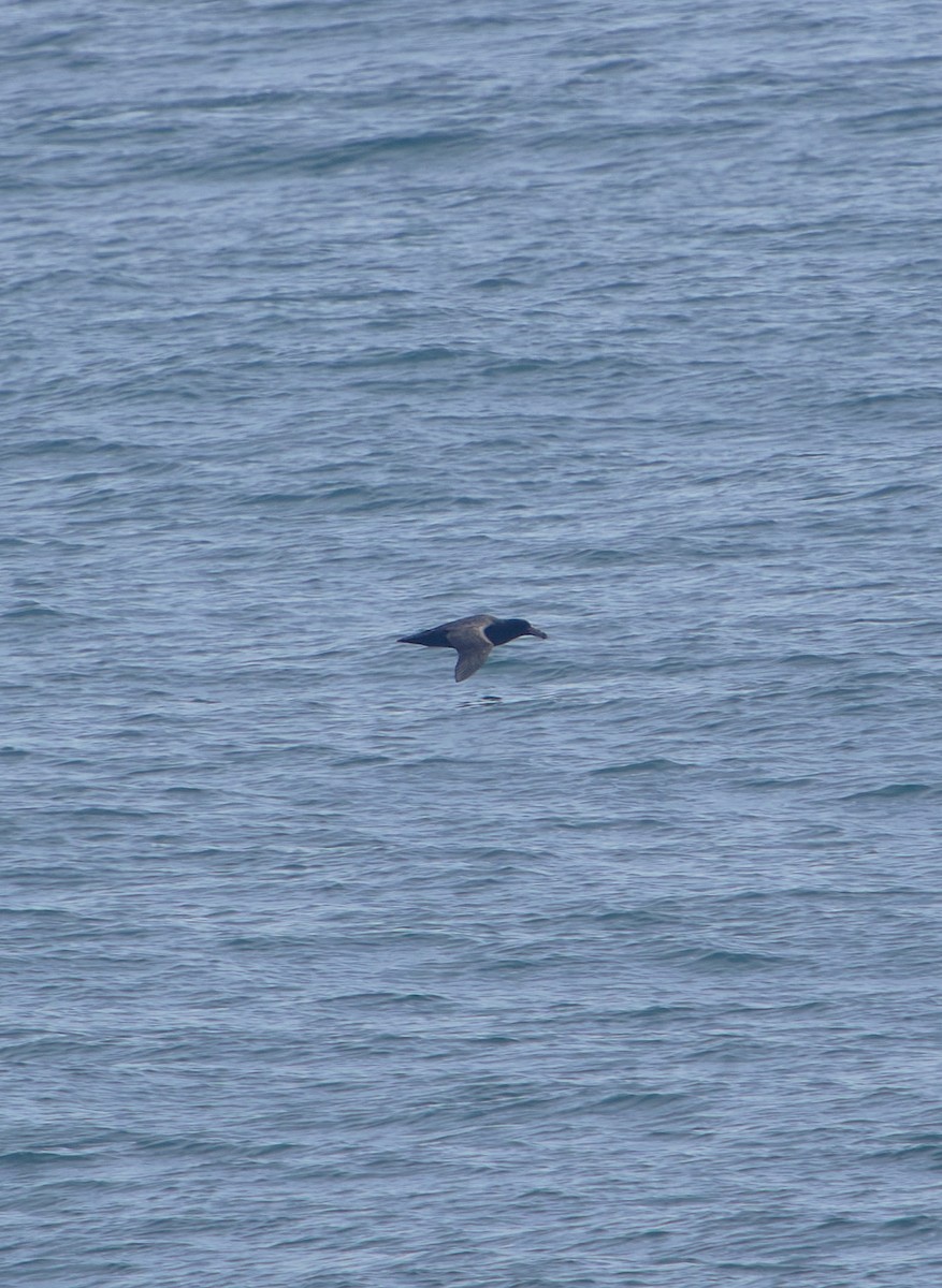 Northern Giant-Petrel - ML620512163