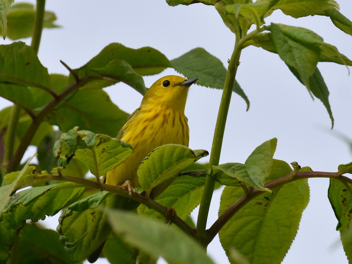 Goldwaldsänger - ML620512166