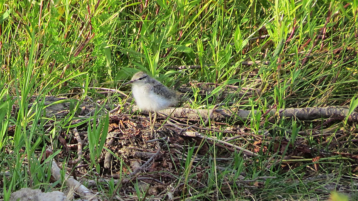 Spotted Sandpiper - ML620512167