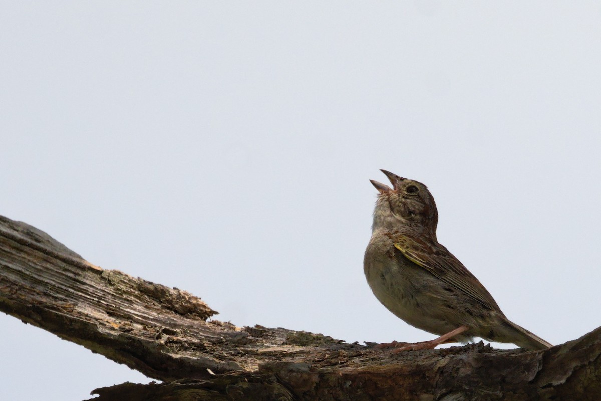 Bachman's Sparrow - ML620512174