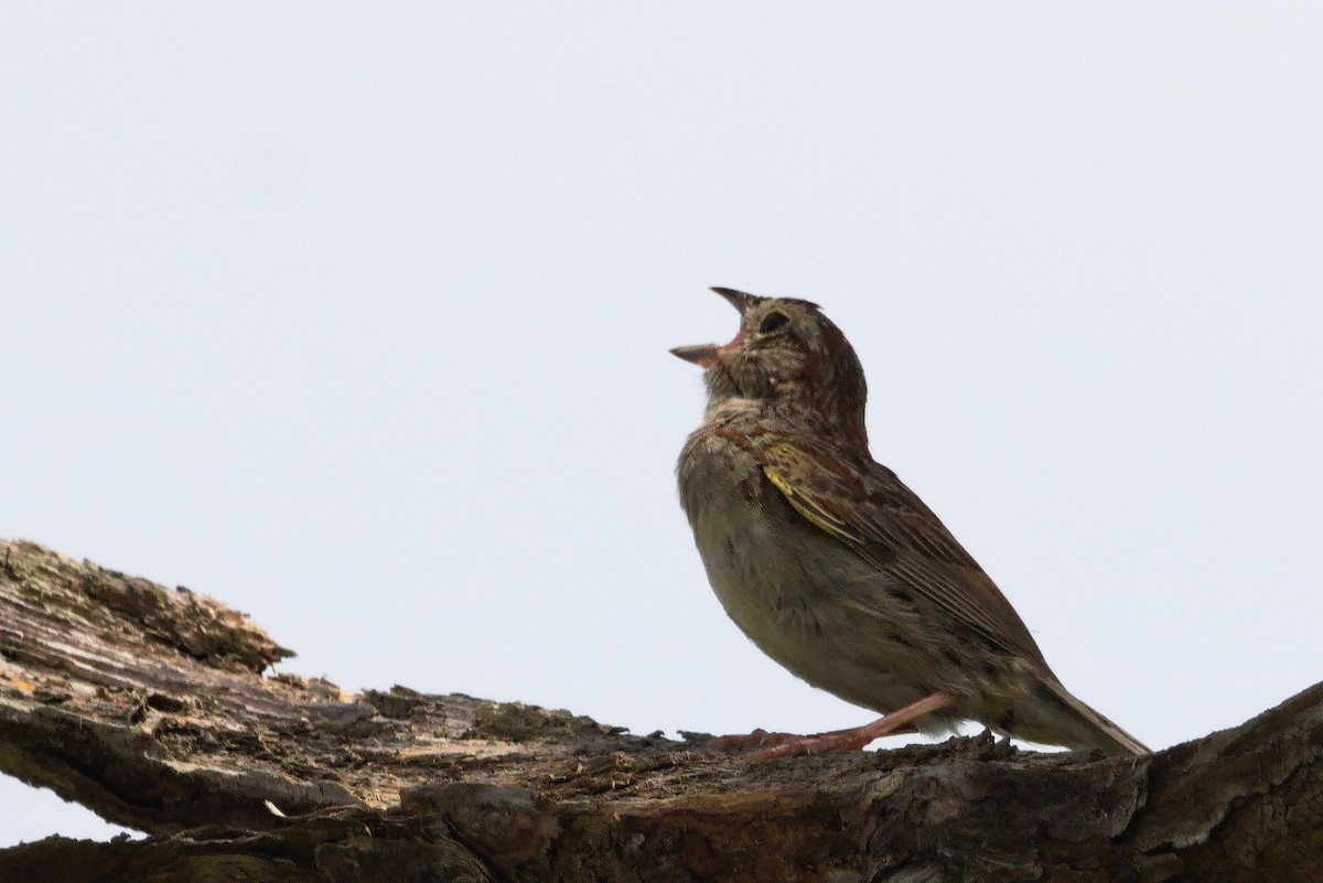 Bachman's Sparrow - Thomas Hellinger