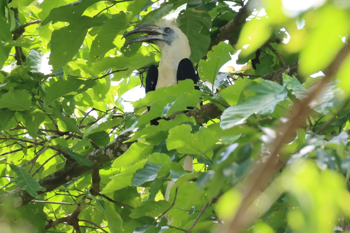 White-crowned Hornbill - ML620512176