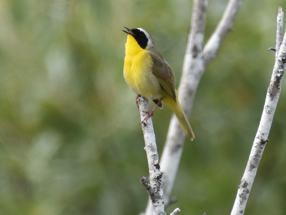 Common Yellowthroat - ML620512177