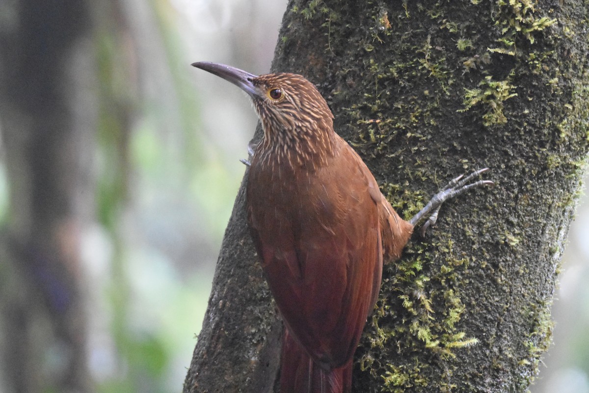 Strong-billed Woodcreeper - ML620512178