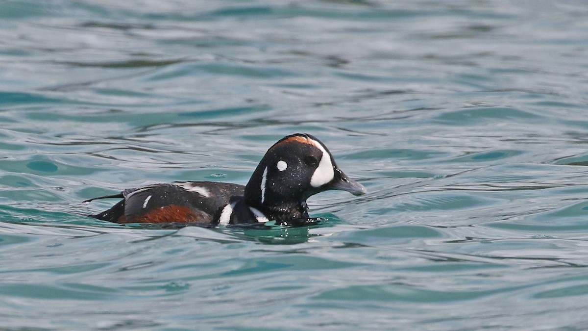 Harlequin Duck - ML620512183