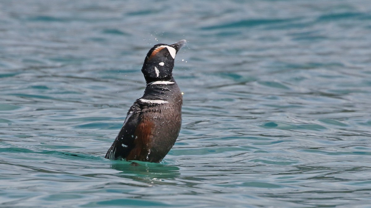 Pato Arlequín - ML620512184