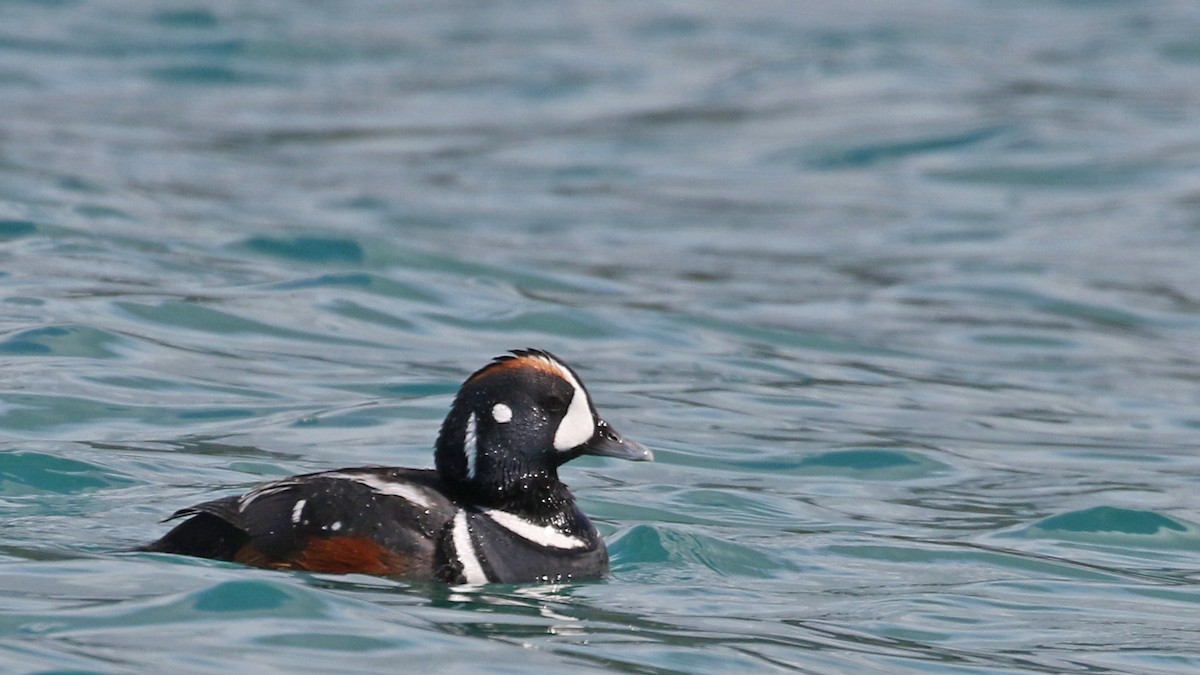 Harlequin Duck - Jim Sims