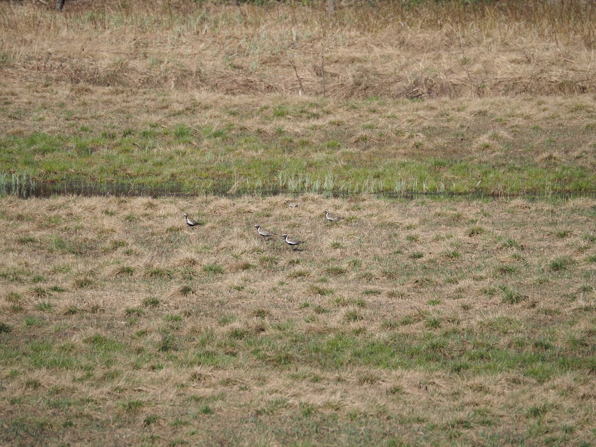 European Golden-Plover - ML620512187