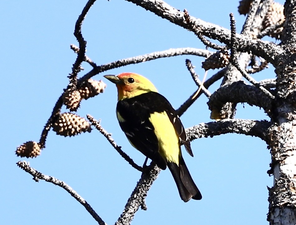 Western Tanager - ML620512201