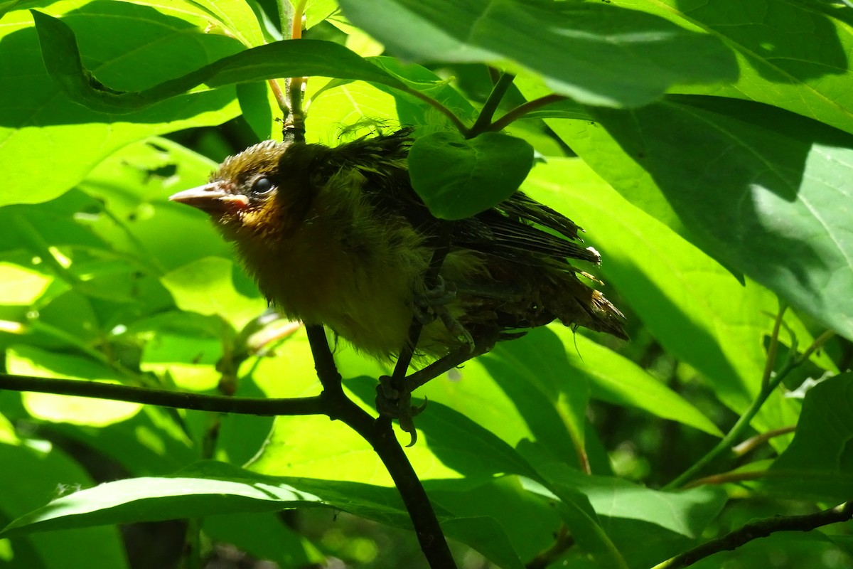 Baltimore Oriole - ML620512204