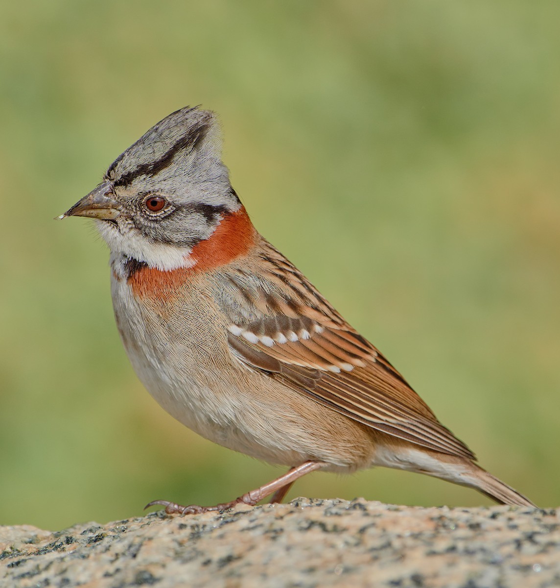 Rufous-collared Sparrow - Angélica  Abarca