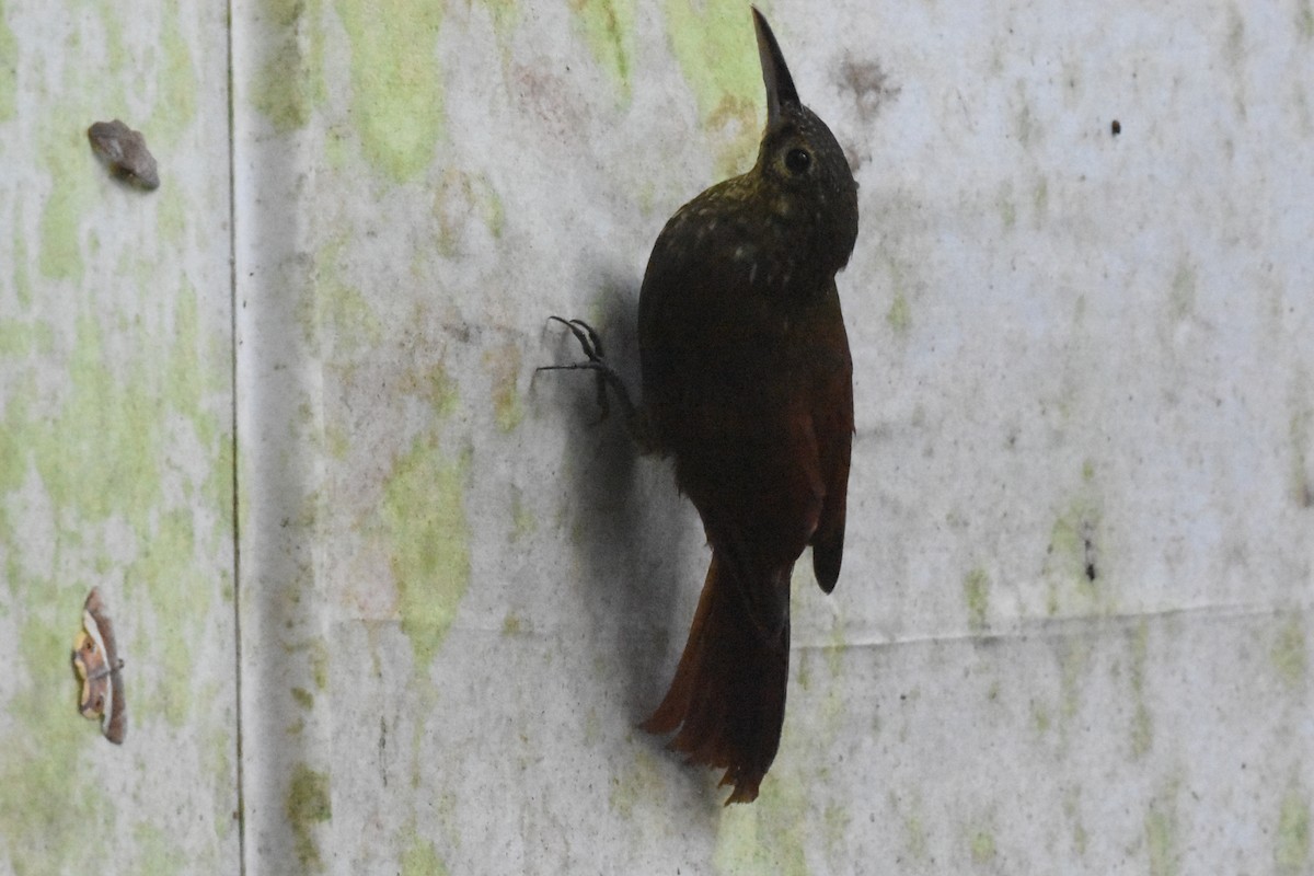 Spotted Woodcreeper - ML620512209