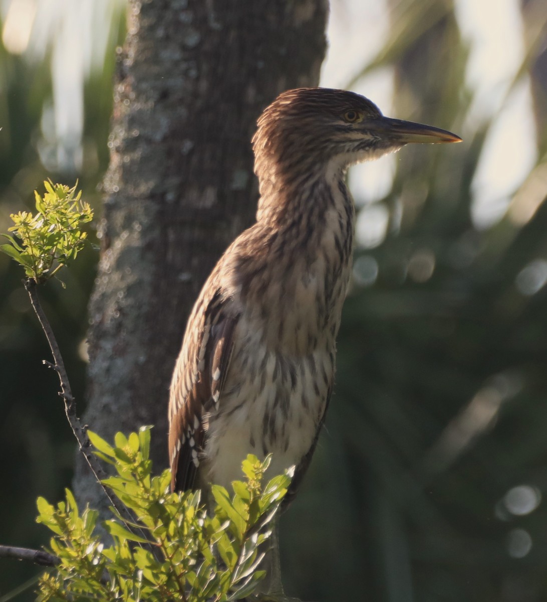 Black-crowned Night Heron - ML620512210