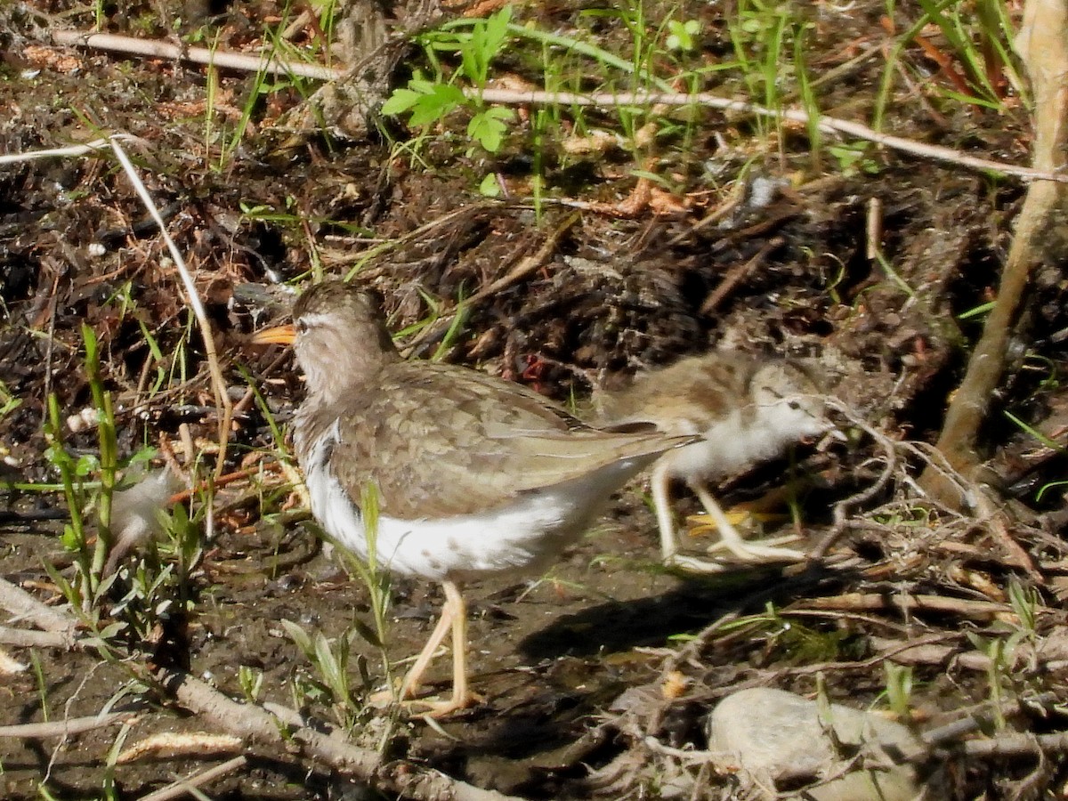 Spotted Sandpiper - ML620512214