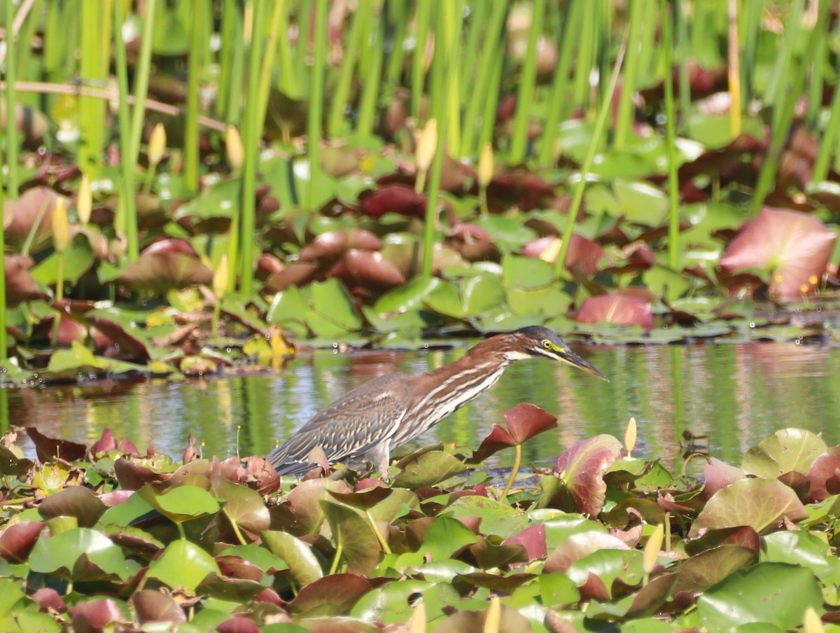 Green Heron - ML620512215