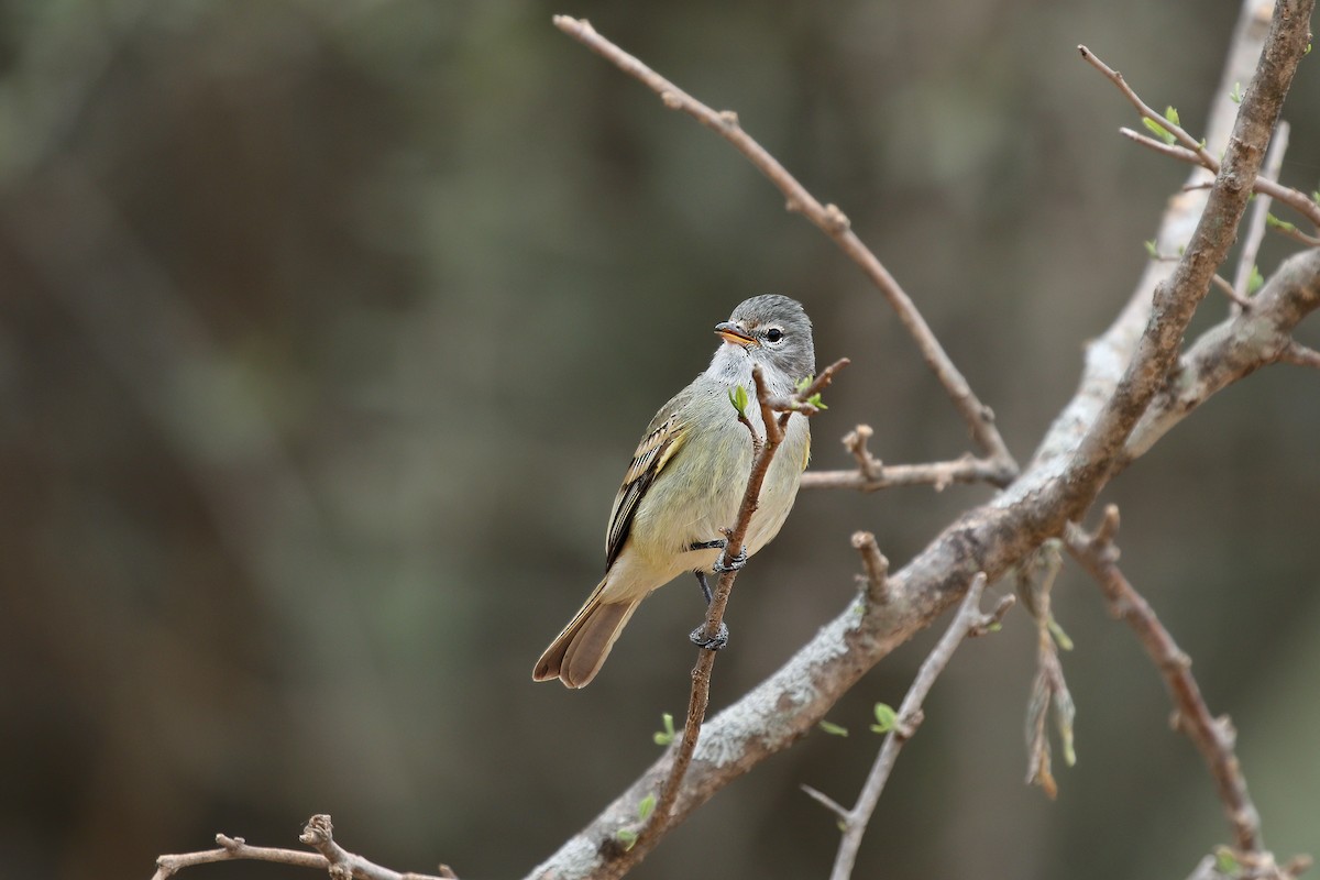 Tyranneau passegris - ML620512216