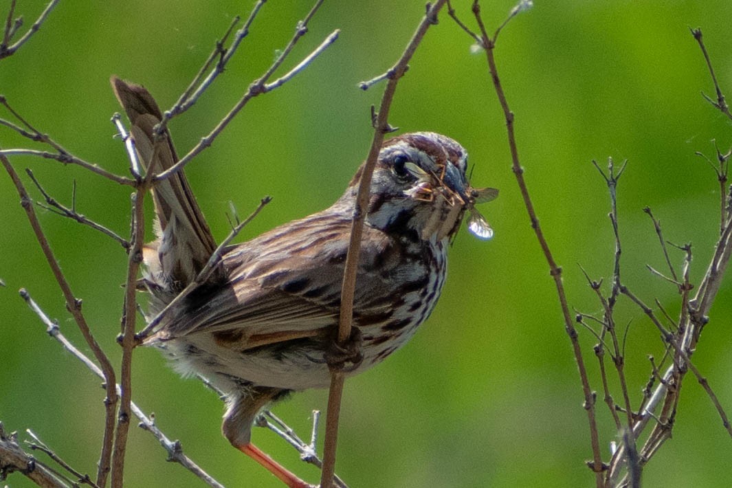 Song Sparrow - ML620512220