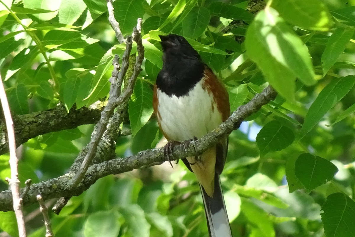 Eastern Towhee - ML620512224