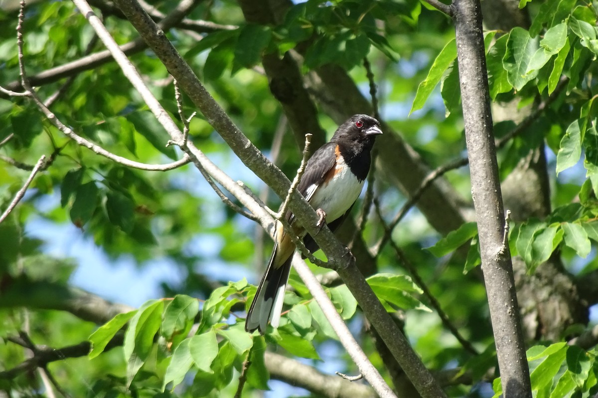 Eastern Towhee - ML620512225