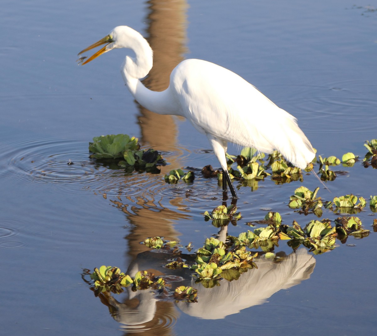 Great Egret - ML620512229