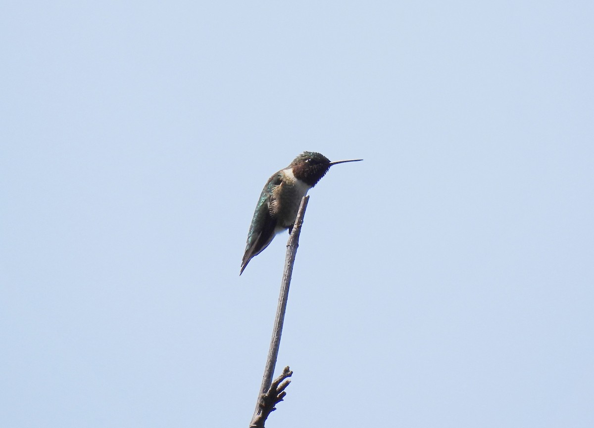 Colibri à gorge rubis - ML620512230