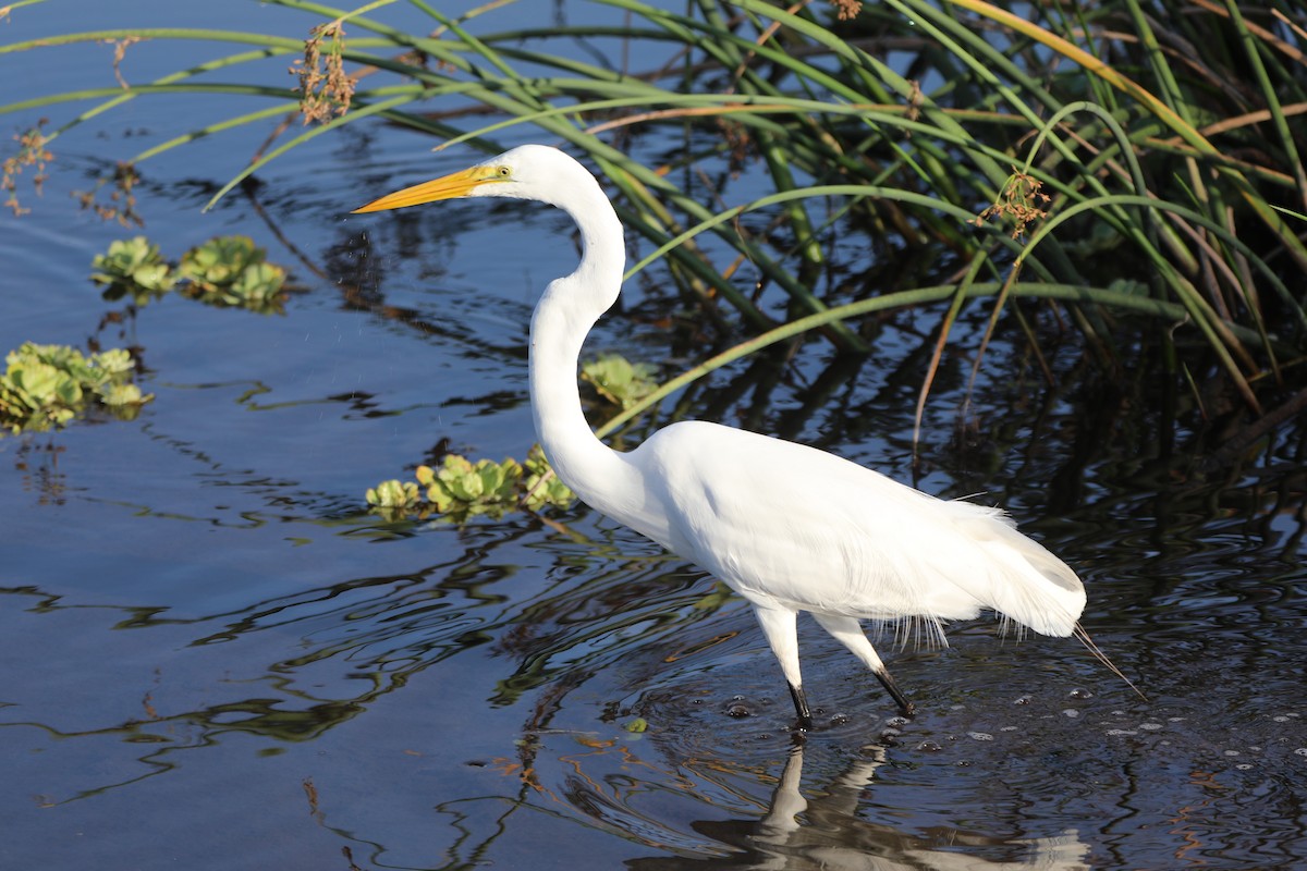 Great Egret - ML620512231