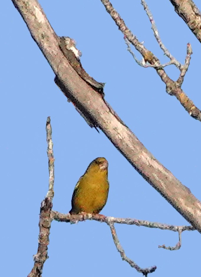 Common Chaffinch - ML620512233