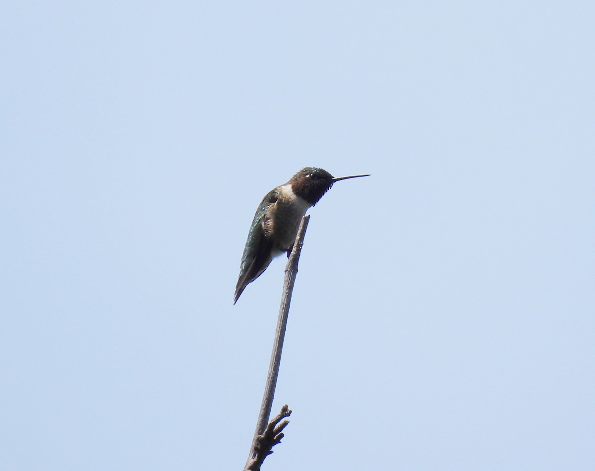 Ruby-throated Hummingbird - ML620512236