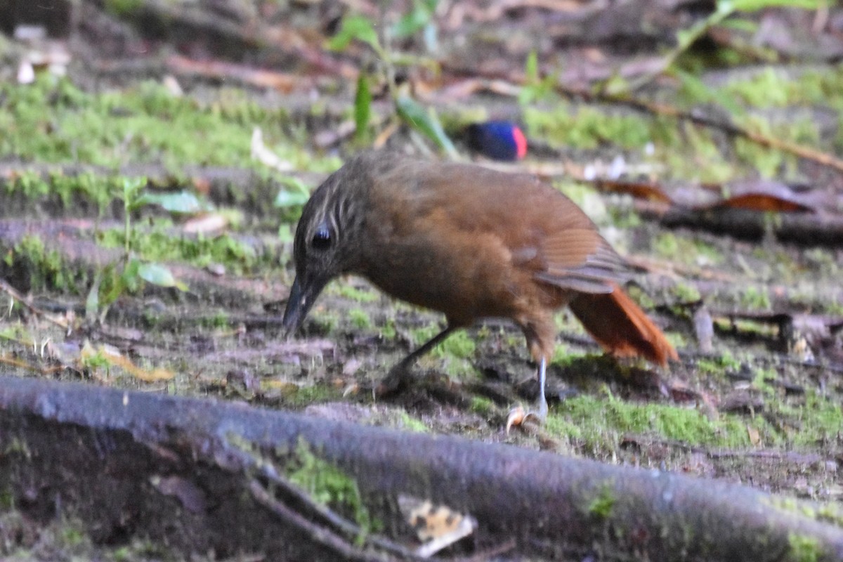 Montane Woodcreeper - ML620512241