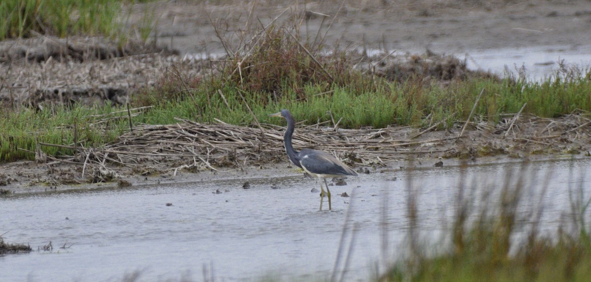 Tricolored Heron - ML620512242