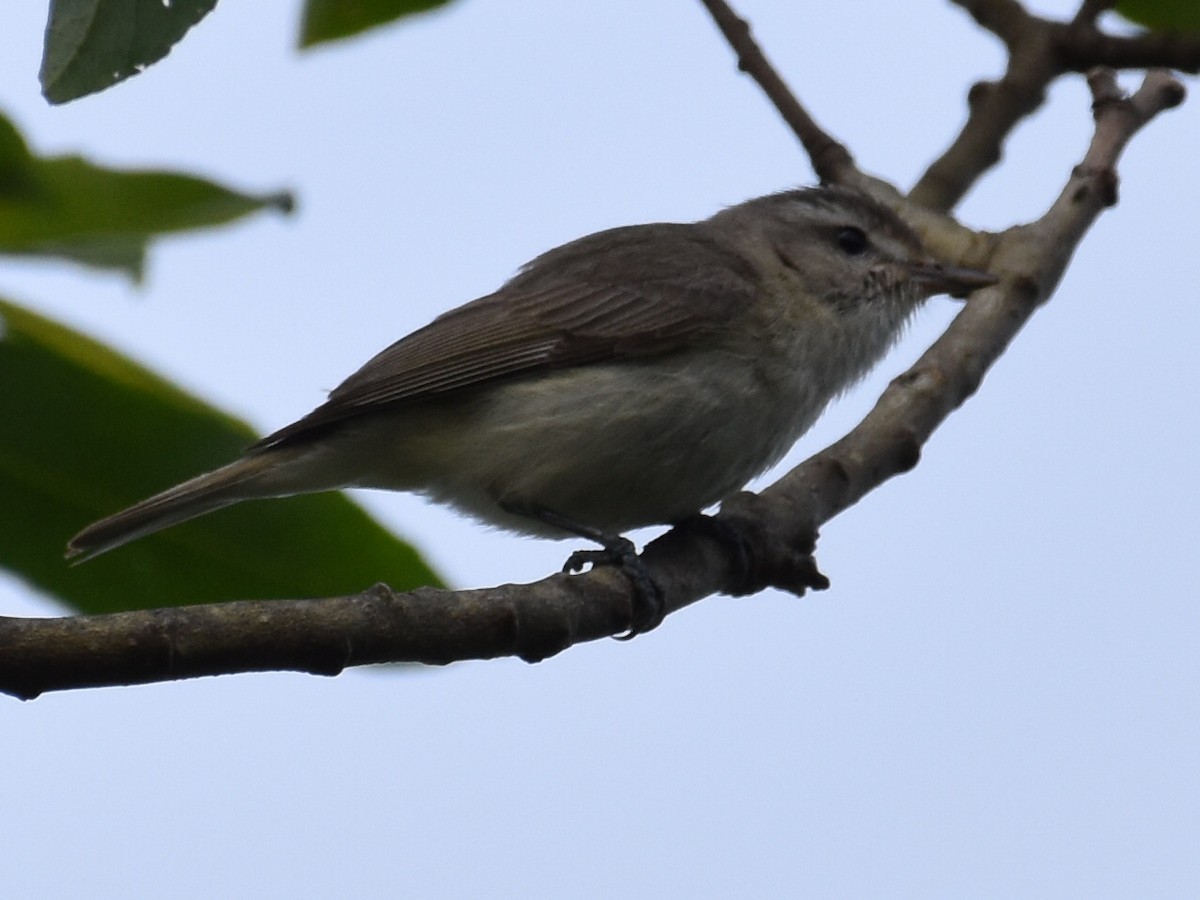 Warbling Vireo - ML620512244