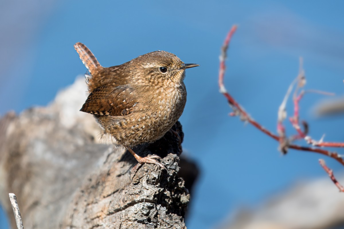 Pacific Wren - ML620512248