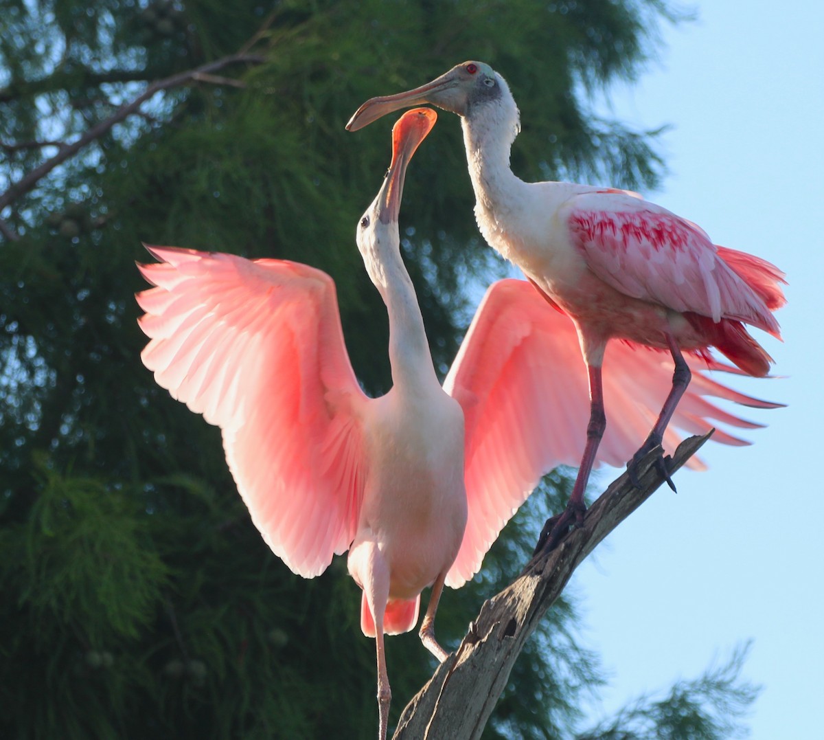 Roseate Spoonbill - ML620512252