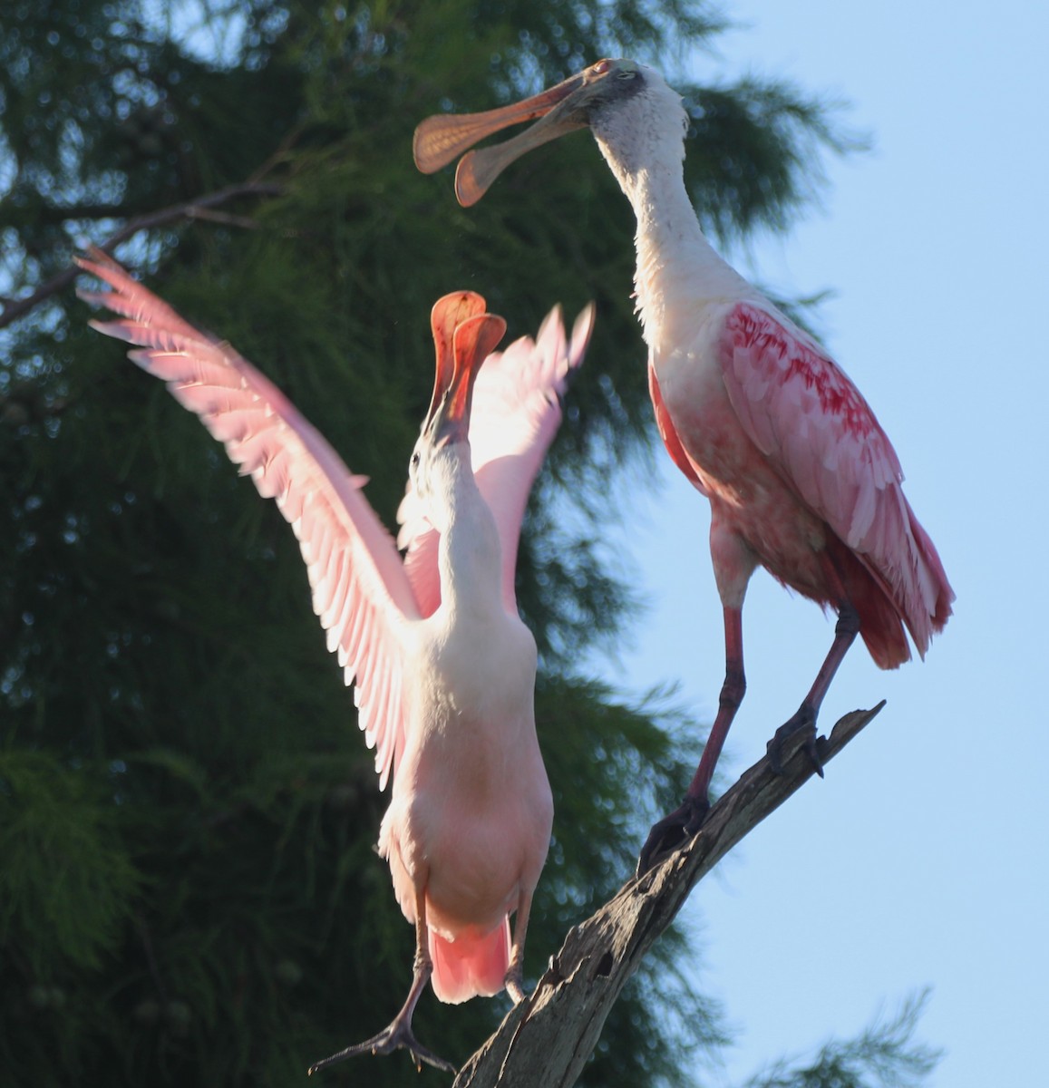 Roseate Spoonbill - ML620512255