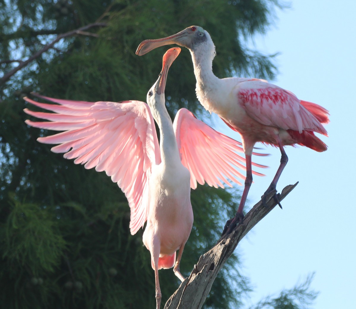 Roseate Spoonbill - ML620512258