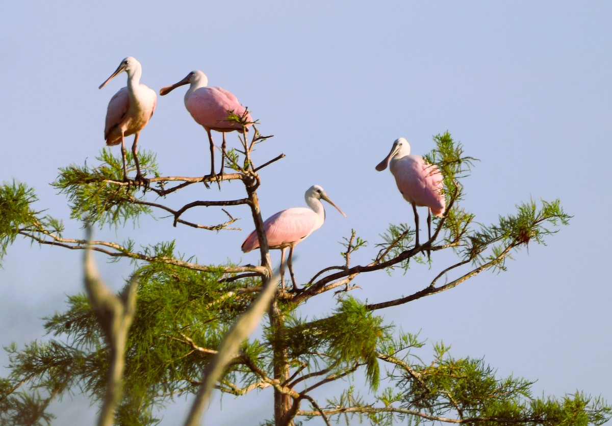 Roseate Spoonbill - ML620512259